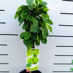 Mini hruška nízkokmenná (Pyrus communis) ´SUNRISE´® - výška 40-60 cm, kont. C7L